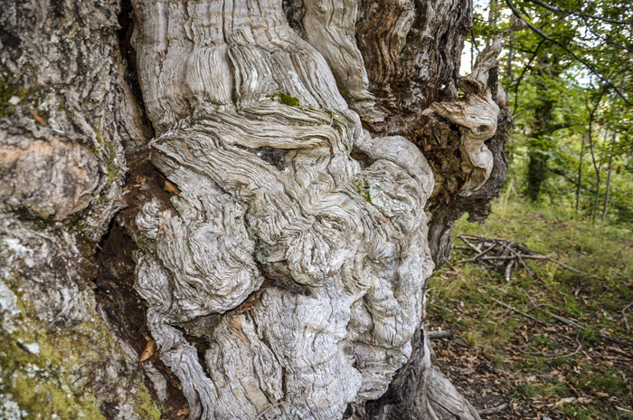 Dettaglio albero del castagno secolare